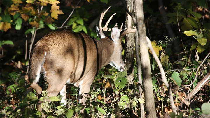 Whitetail Buck Straight Away