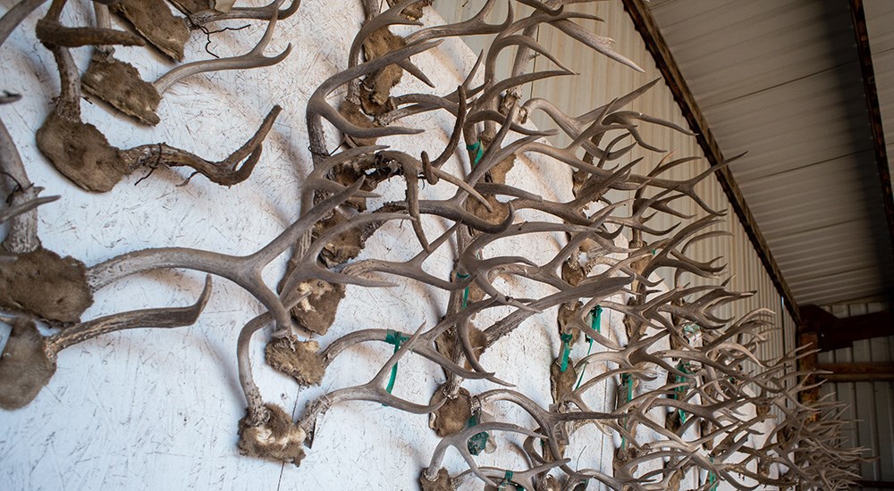 Blacktail deer antlers hanging on wall in garage.