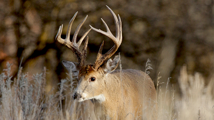 Whitetail buck in field