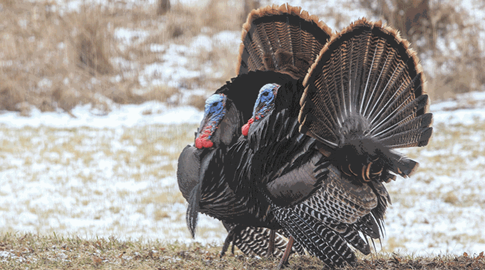 eastern_turkey_imgl5944.gif