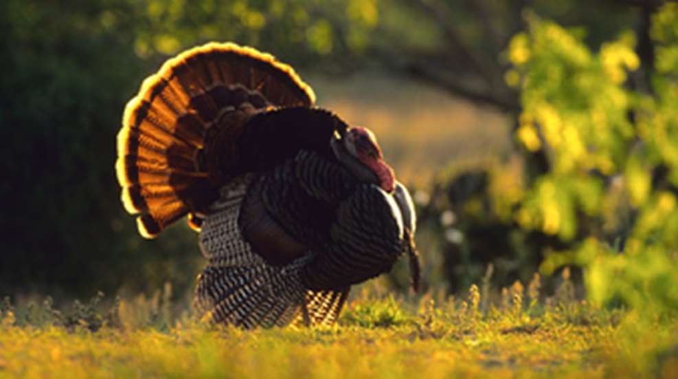 20112415371-10turkeyfacts_f.jpg