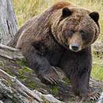 grizzlyhunts_lead.jpg