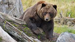 grizzlyhunts_lead.jpg