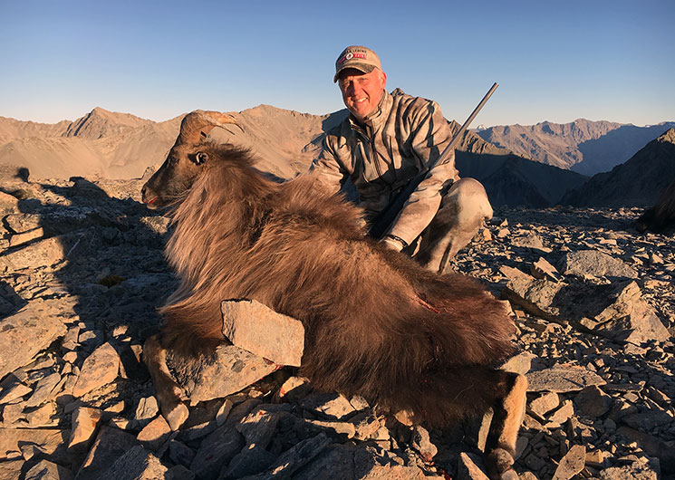 Himalayan Tahr