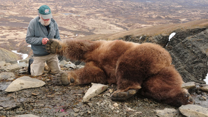 Hunter with brown bear