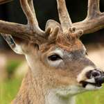 MAIN Whitetail In Velvet