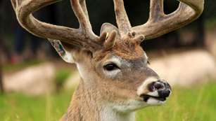 MAIN Whitetail In Velvet