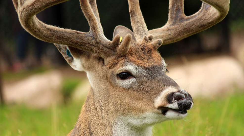 MAIN Whitetail In Velvet