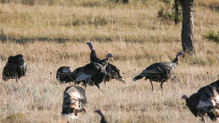 Flock of Turkeys in Field