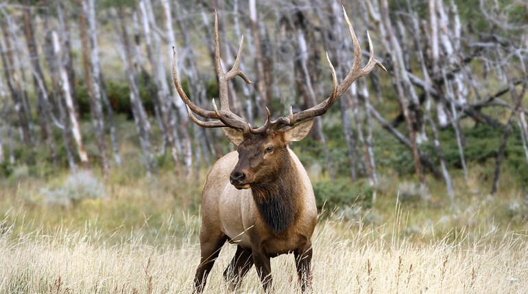 How To Hunt Silent Elk Lead