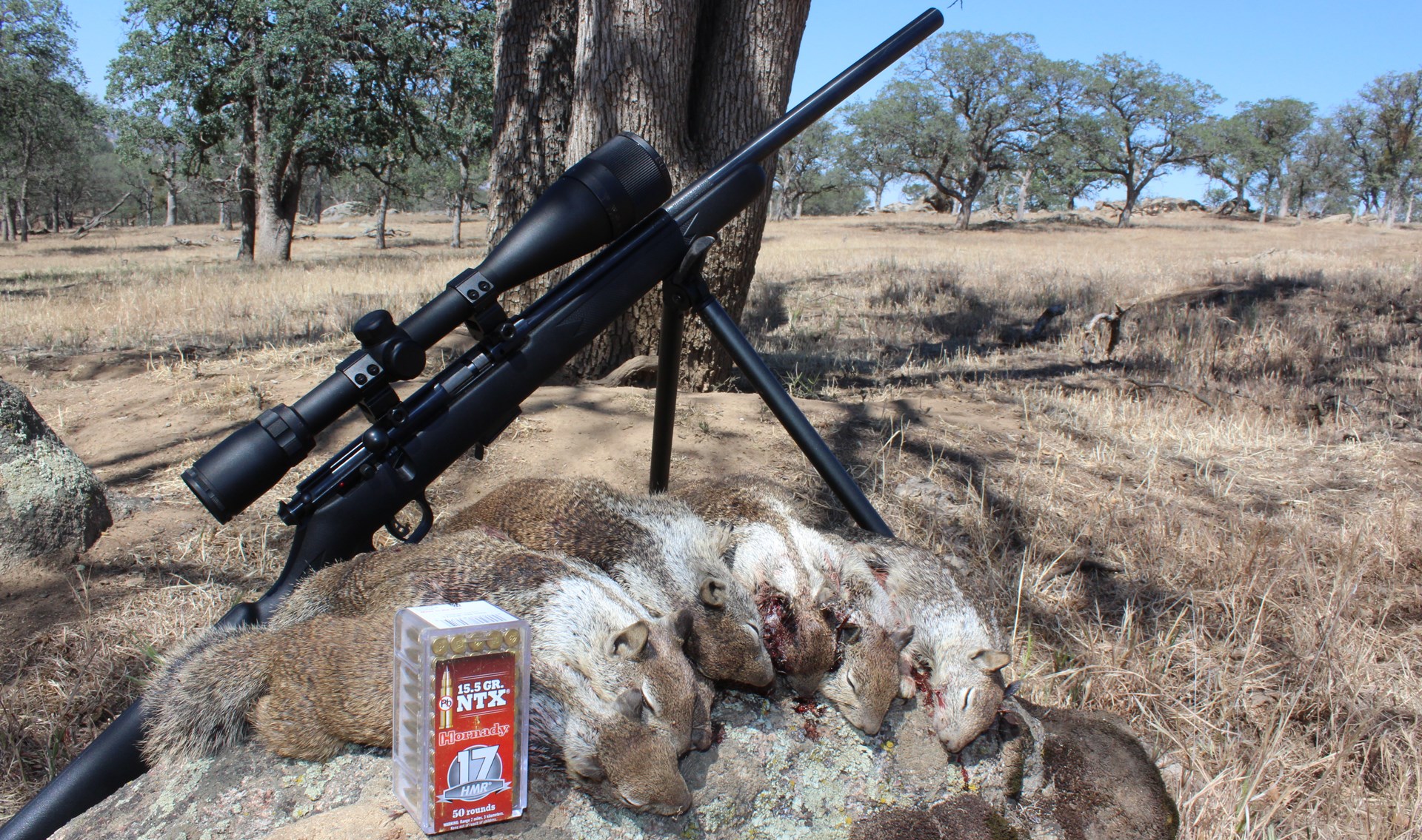 17 HMR