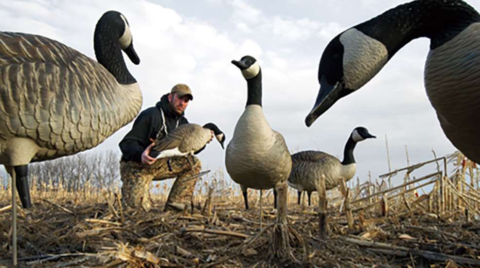 201211116926-geese_lead.jpg