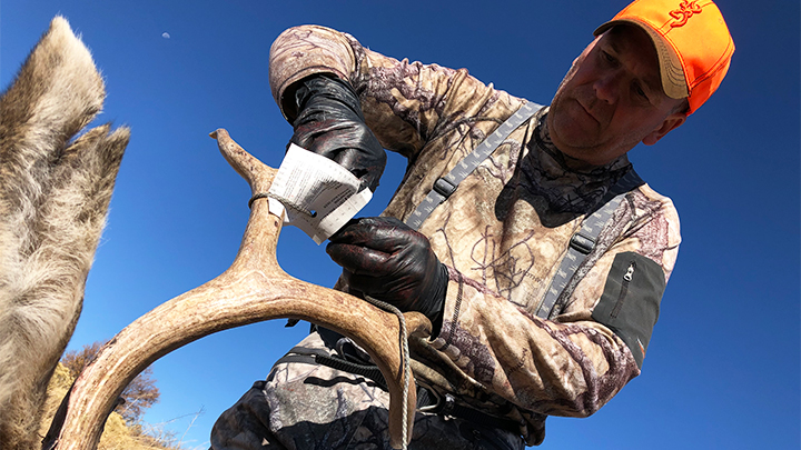 Hunter Tagging Mule Deer on Antler