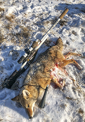 Coyote laying next to Bergara rifle on snowy ground.