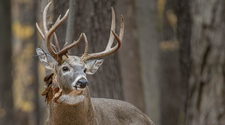 Trust Your Gut: Deer Hunting Tips from the Stand | An Official Journal Of The NRA
