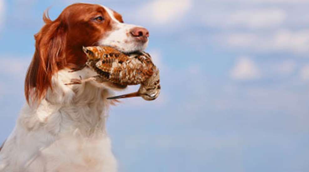 2012627151720-gd_hardmouth_home.jpg