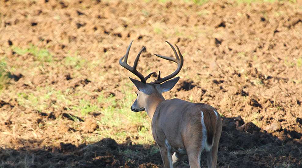 successfulfoodplots_lead.jpg