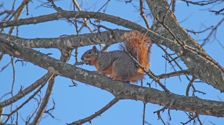 Winter: Prime Time for Small Game Hunting | An Official Journal Of The NRA