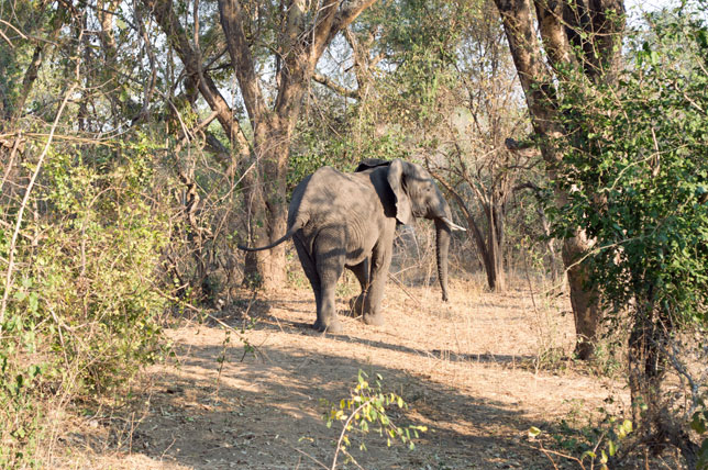 Roaming Elephants