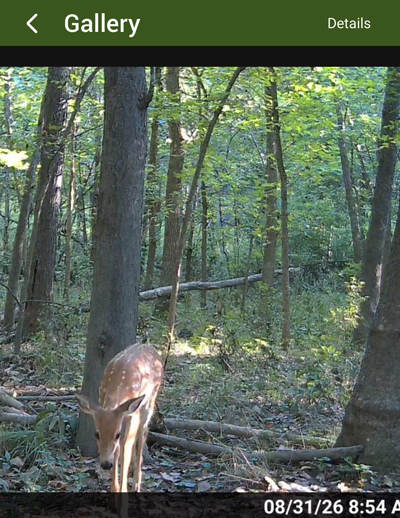 Fawn walking