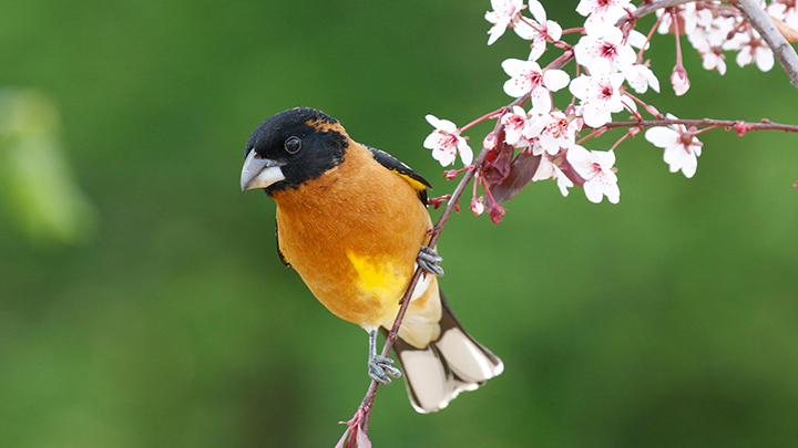 black-headed grosbeak