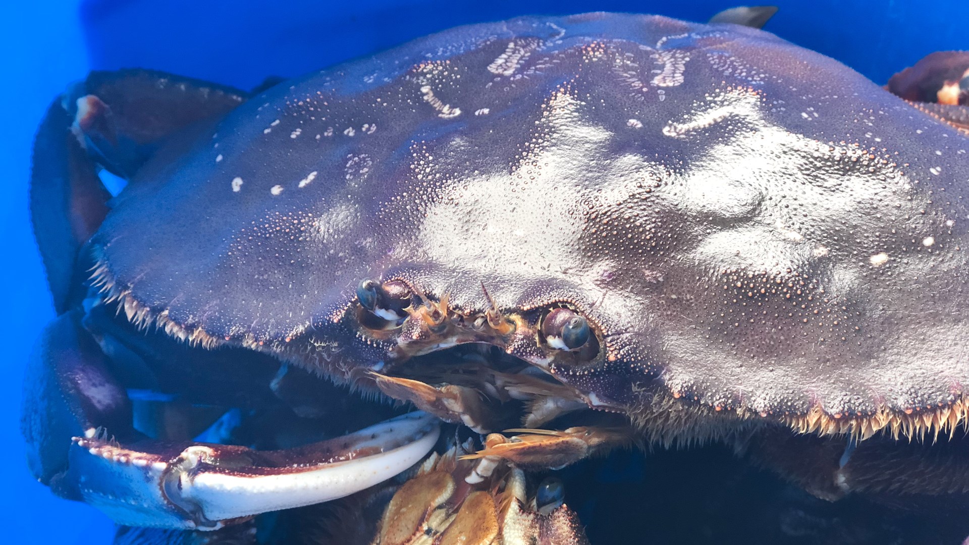 A little crabby