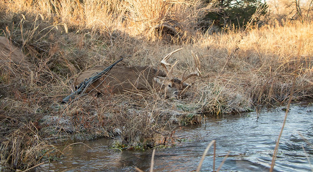 Whitetail buck laying next to creek in Kansas.