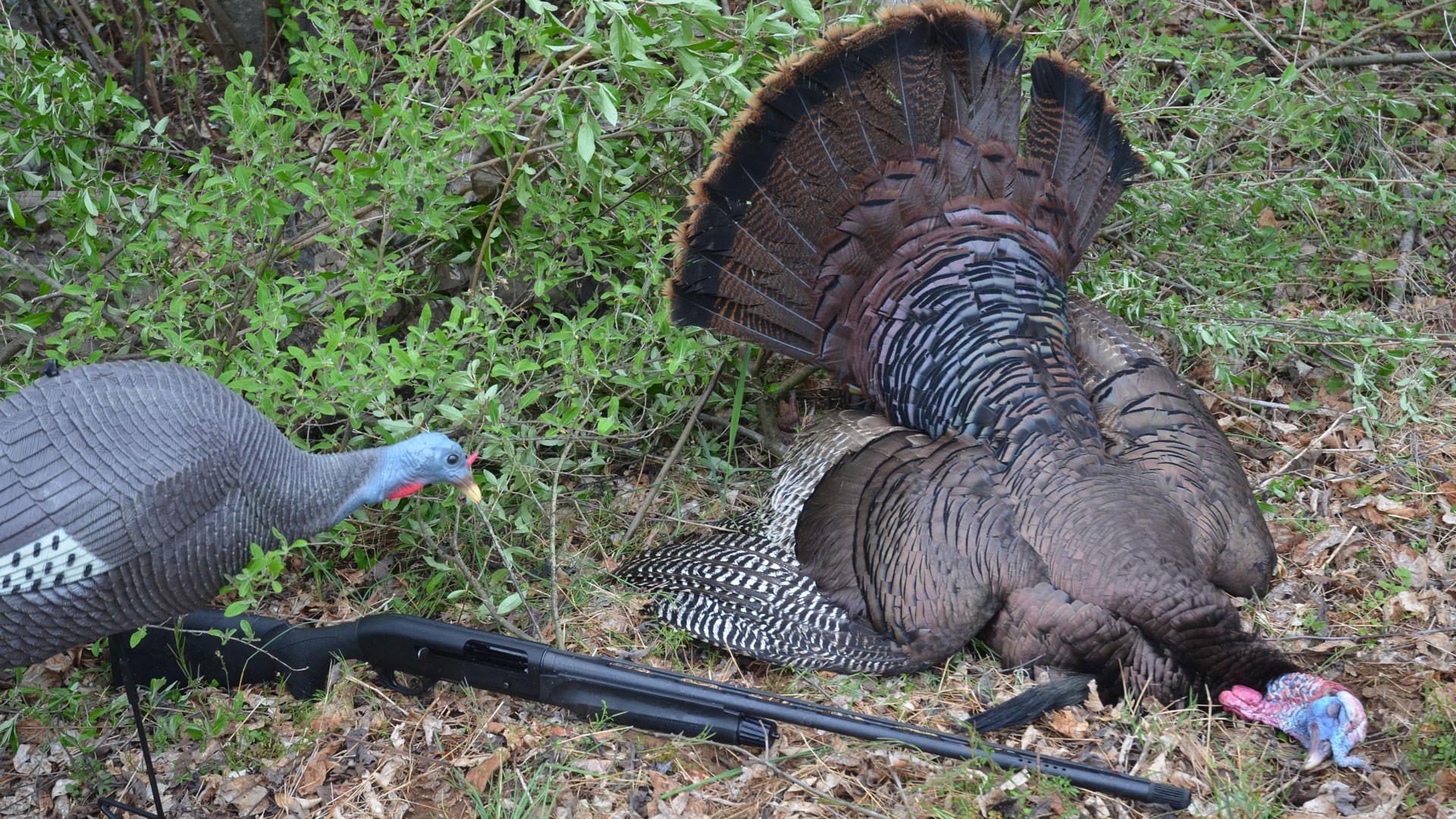 Dead turkey with a decoy and gun