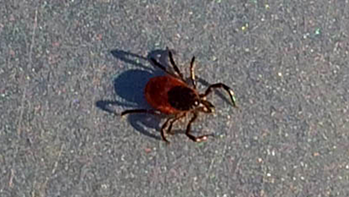 Large Deer Tick