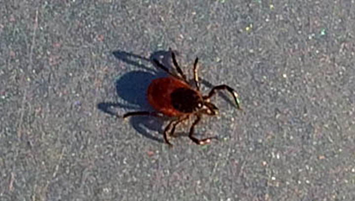 Large Deer Tick