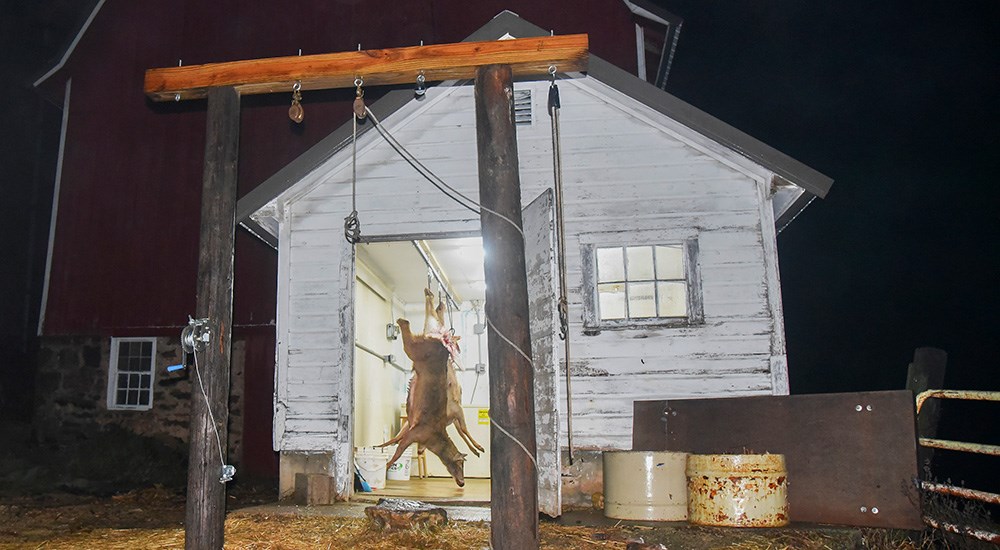 Old-fashioned buck pole with whitetail doe hanging outside dairy barn in Wisconsin.