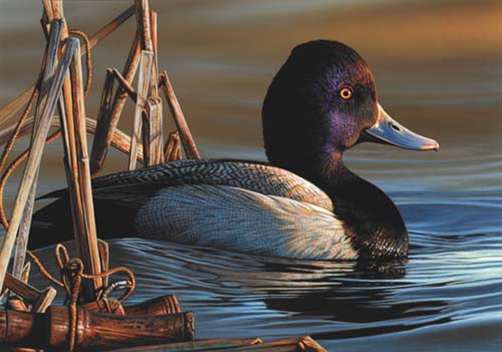 Lesser scaup drake in marshy setting