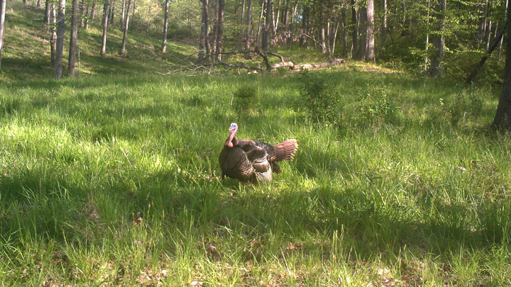 Turkey in a green field