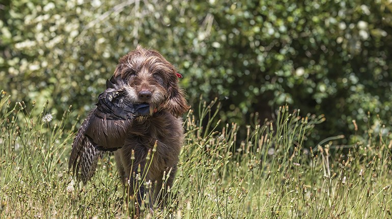 Know How: Hunting Fall Turkeys with your Dog | An Official Journal Of The NRA