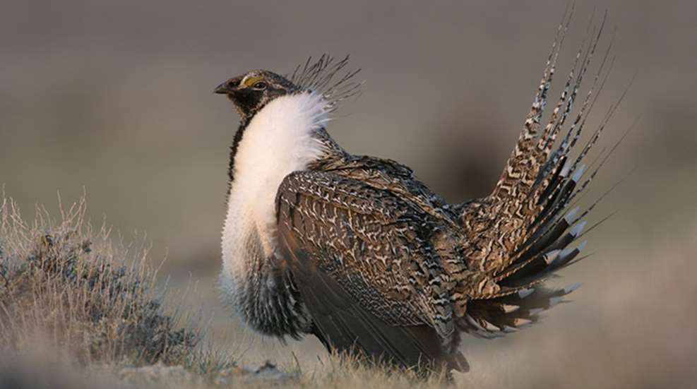 greater_sage_grouse_endangered_f.jpg