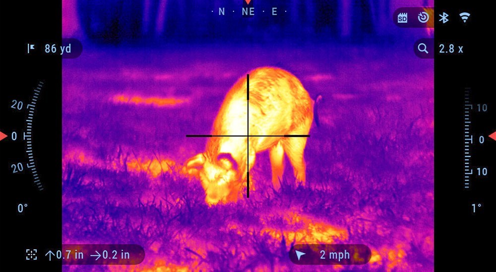 View of Feral Hog through ATN ThOR 4 Thermal Riflescope