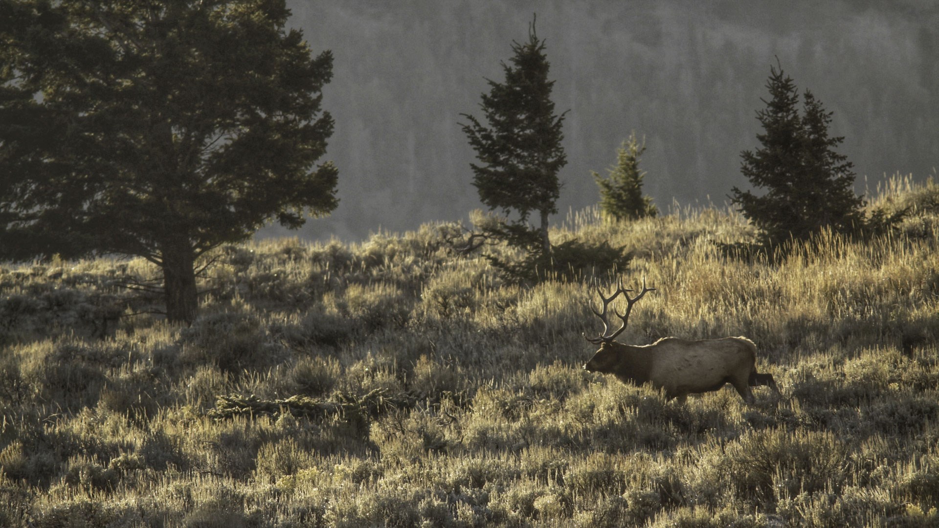 Bull Elk Leaving Open Country