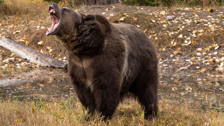 grizzly-growling.jpg