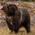 grizzly-growling.jpg