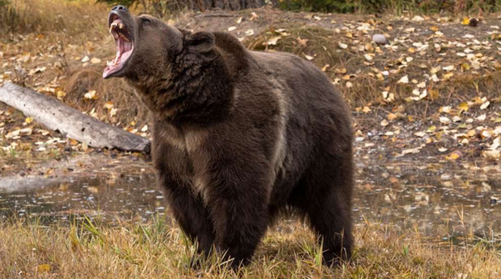grizzly-growling.jpg