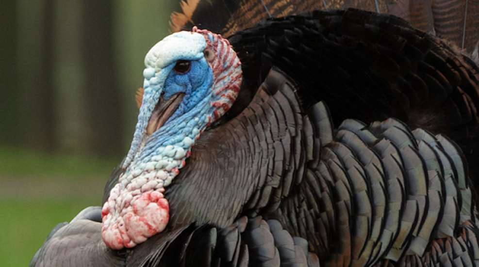 Wild Turkey LEDE