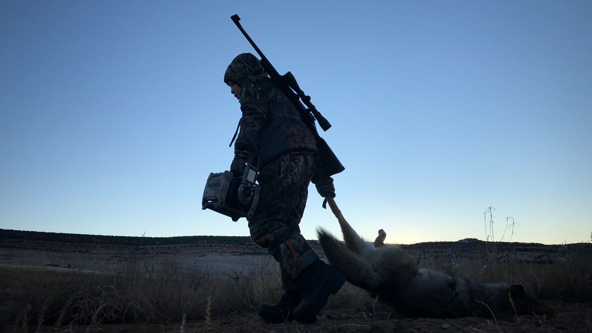 A man drags a coyote at dusk