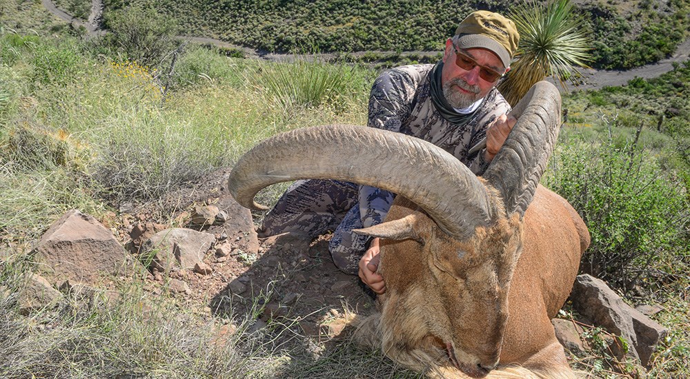 Male hunter wearing camouflage holding up the head of an aoudad in Texas.