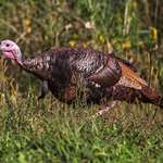 how-to-make-a-turkey-food-plot_lead.jpg