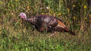 how-to-make-a-turkey-food-plot_lead.jpg
