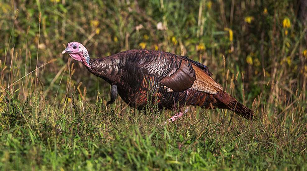 how-to-make-a-turkey-food-plot_lead.jpg
