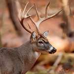 20111219153558-trailing_lead.jpg