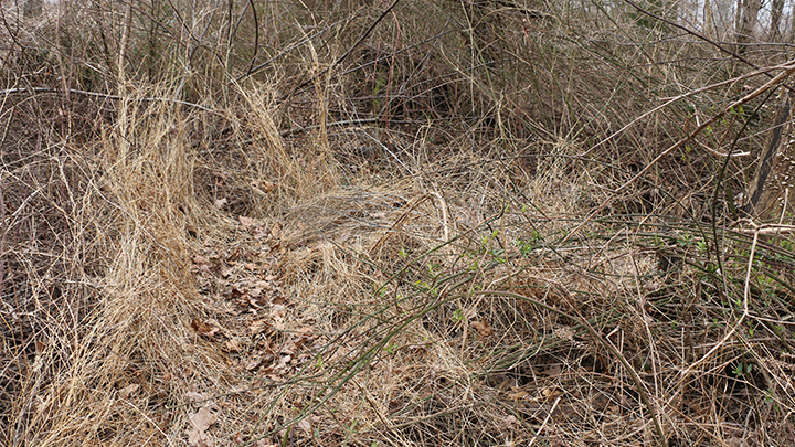 Deer Bedding Area