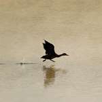 Duck taking off
