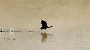 Duck taking off